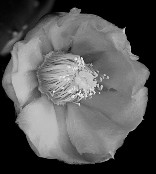 Flores para Anatole