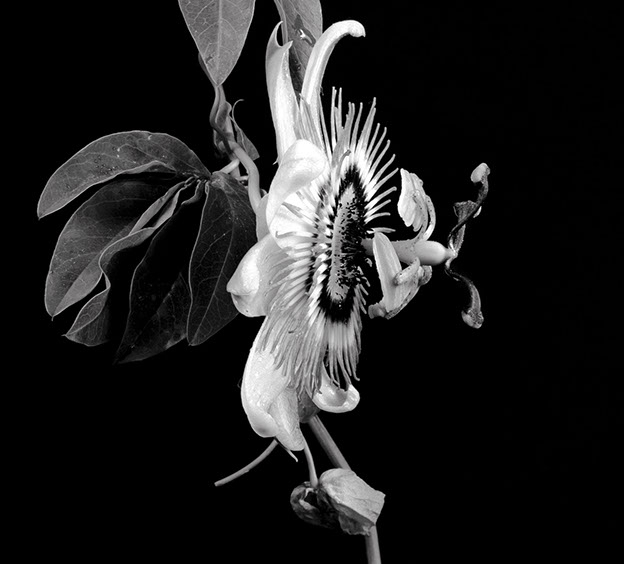 Flores para Anatole