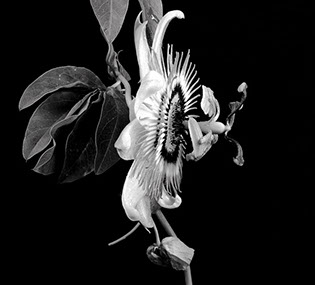 Flores para Anatole