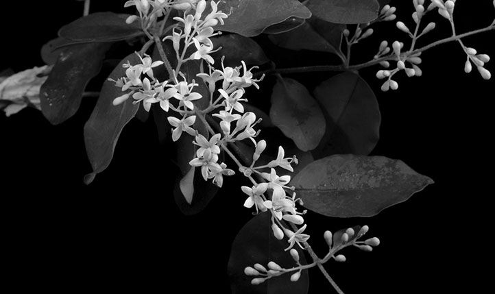 Flores para Anatole
