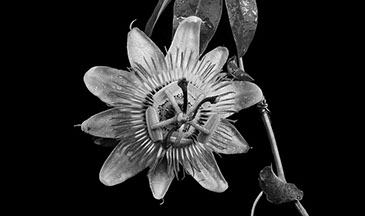 Flores para Anatole